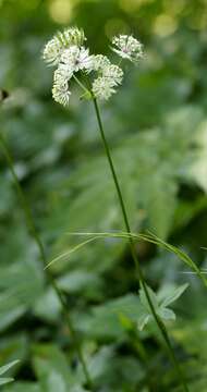 Imagem de Astrantia major L.