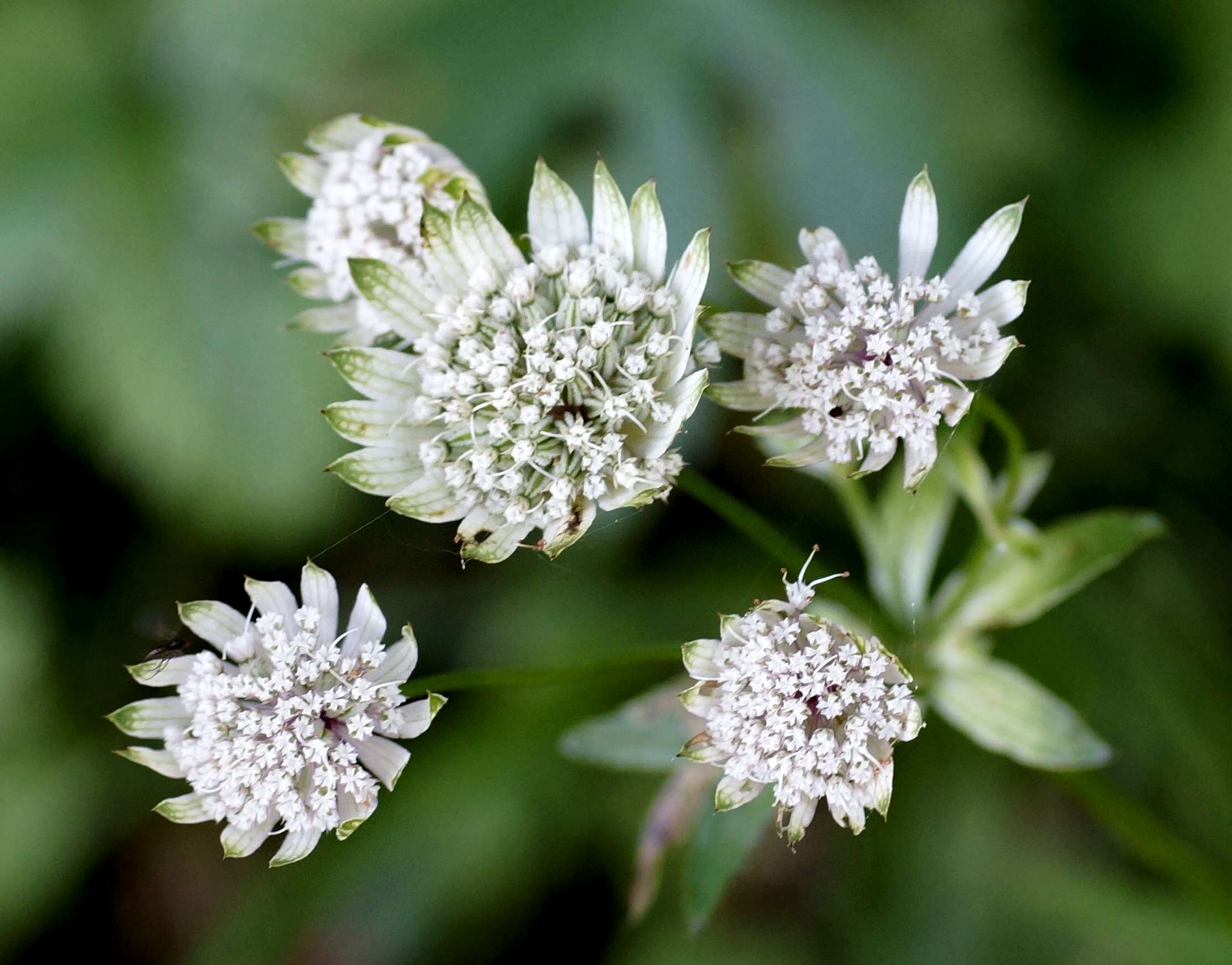 Imagem de Astrantia major L.