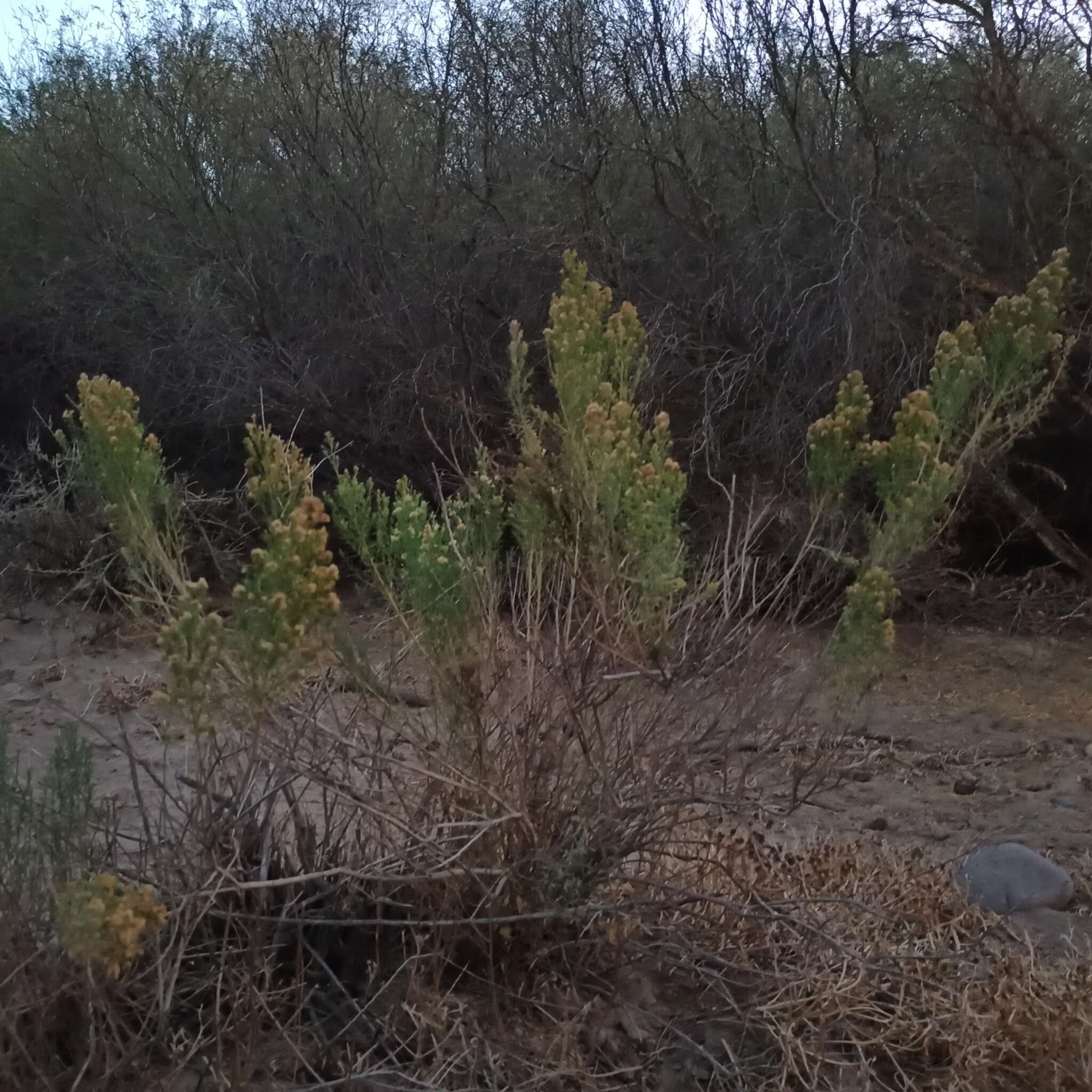 Слика од Gundlachia diffusa (Benth.) Urbatsch & R. P. Roberts