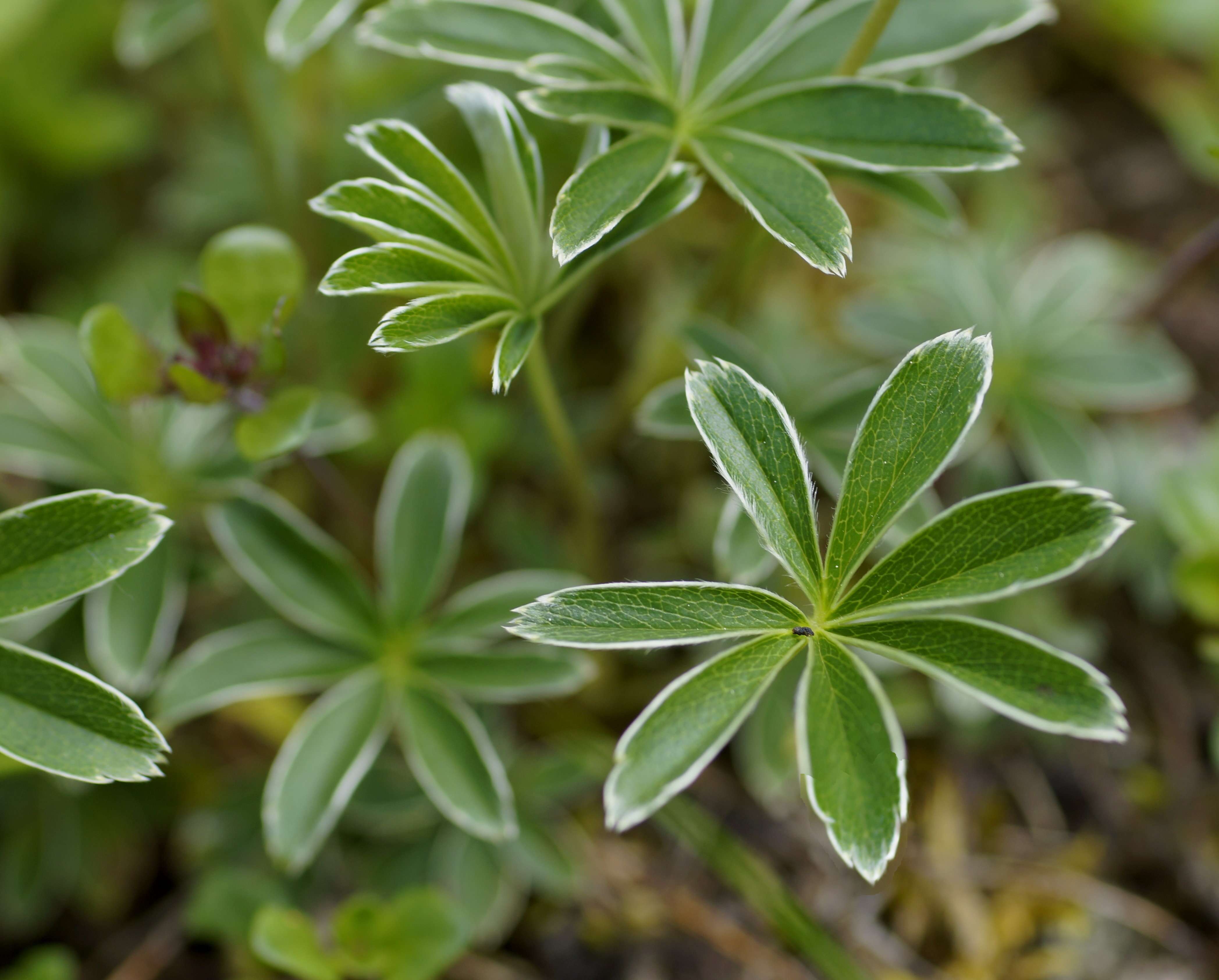 Image of Alpine Lady's-mantle