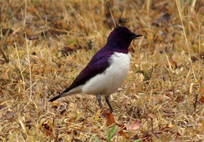 Cinnyricinclus leucogaster verreauxi (Finsch & Hartlaub 1870)的圖片