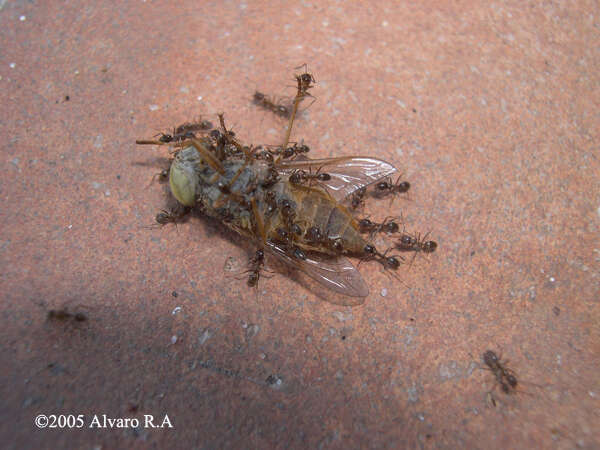 Image of Argentine Ant