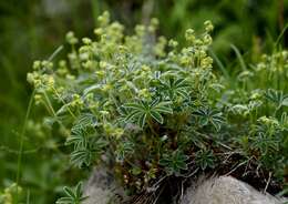 Image of Alpine Lady's-mantle