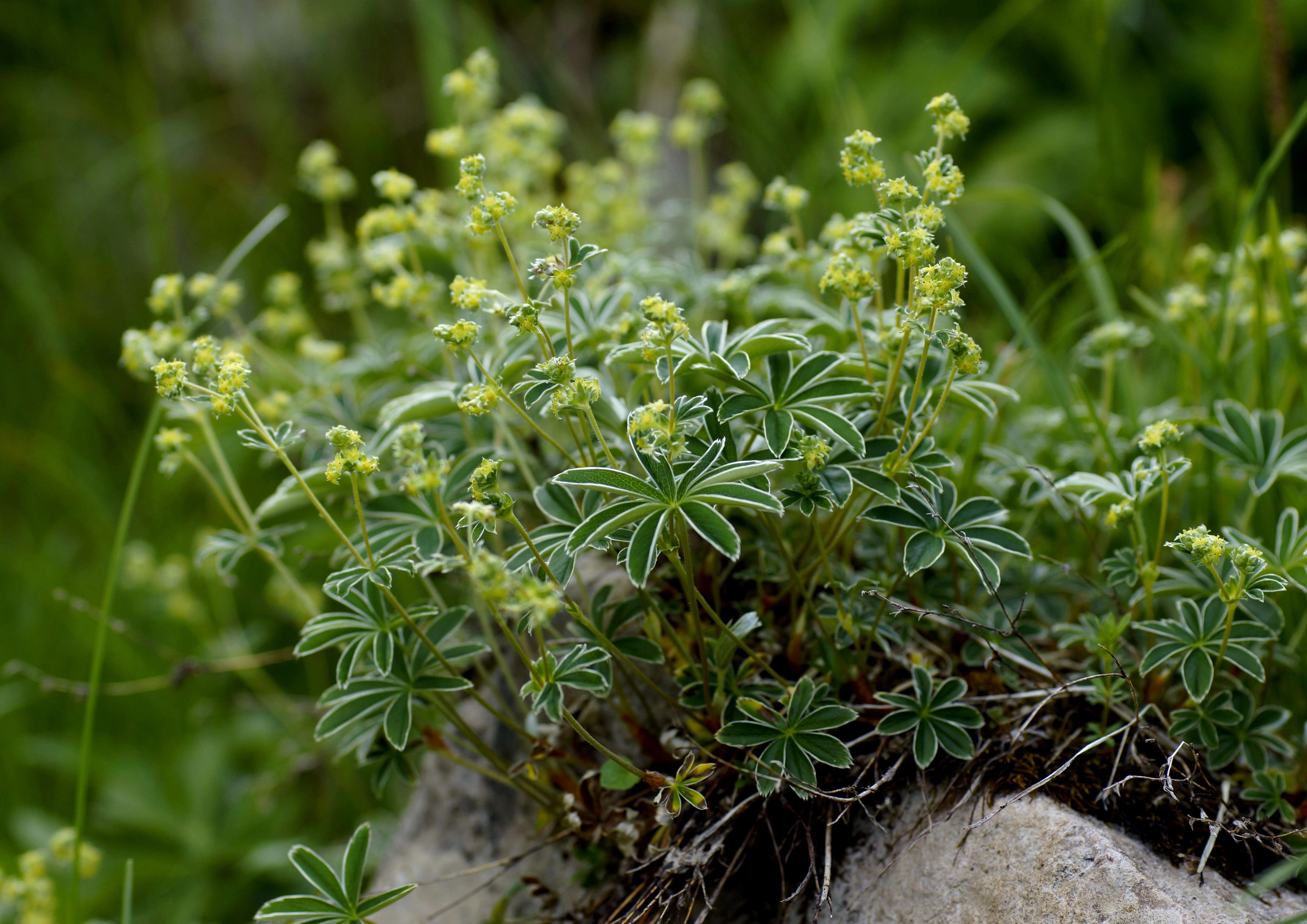 Image of Alpine Lady's-mantle