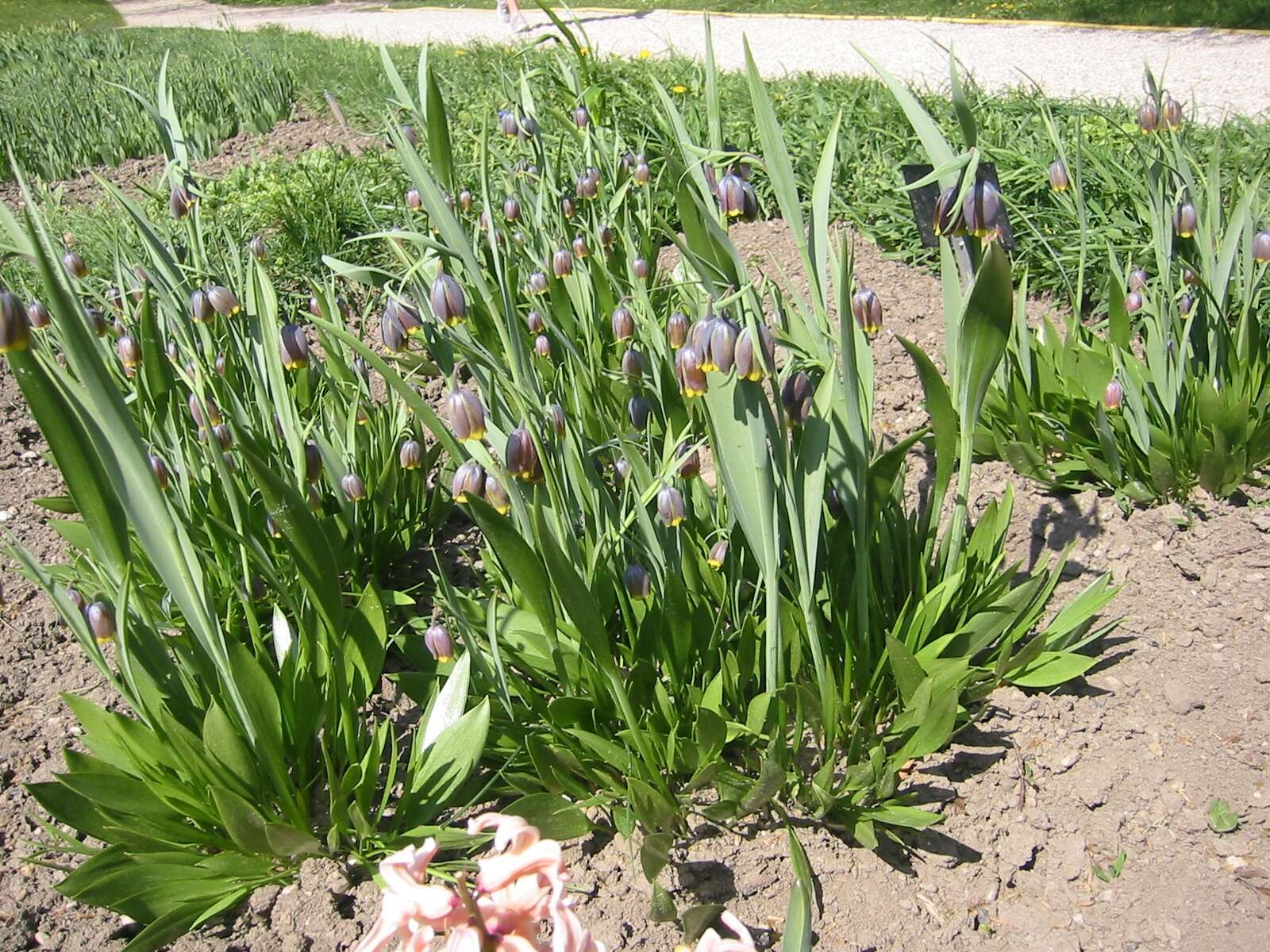 Слика од Fritillaria uva-vulpis Rix