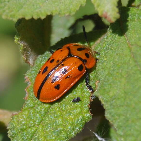 Слика од Eurypedus peltoides Boheman 1854