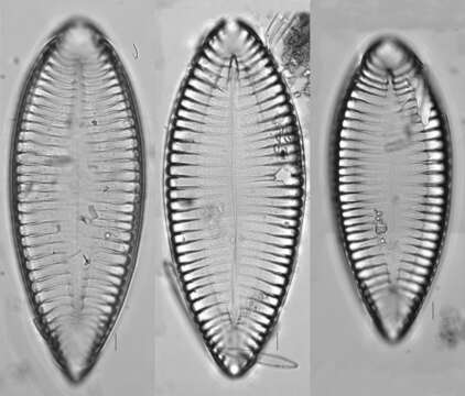 Image de Surirella elegans Ehrenberg