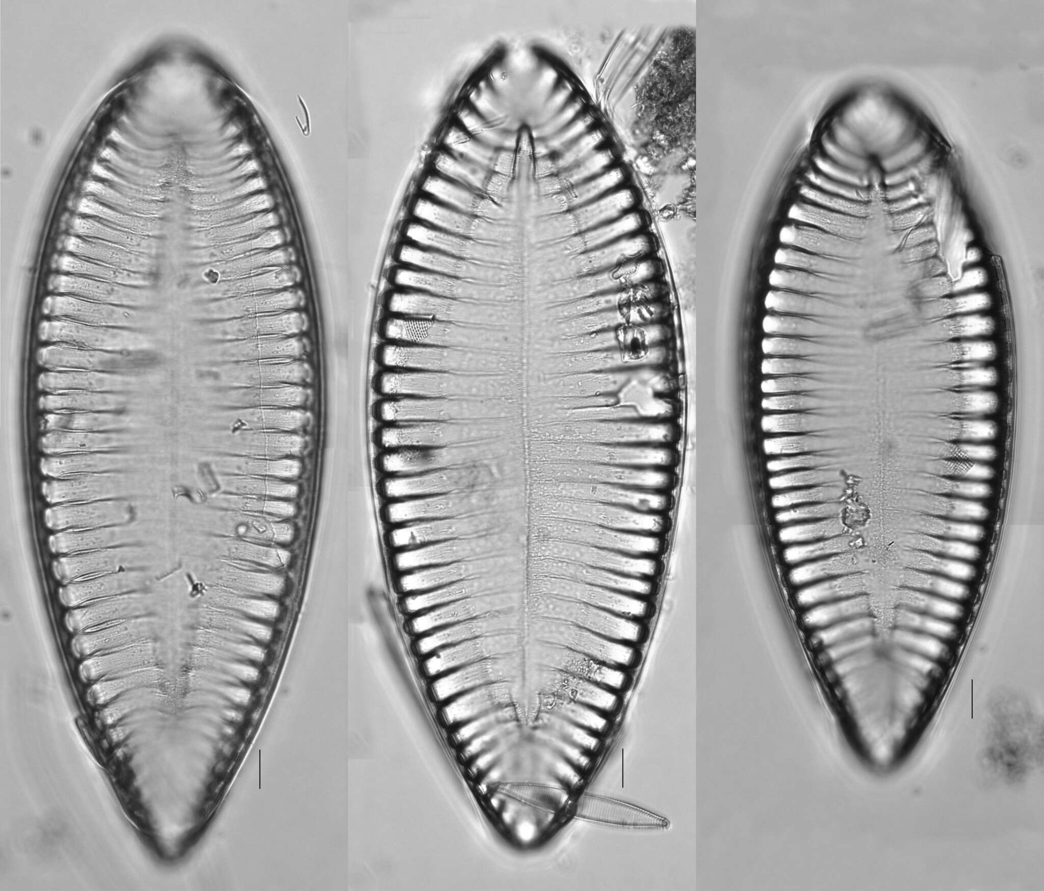 Image de Surirella elegans Ehrenberg