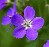 Image of Wood Crane's-bill