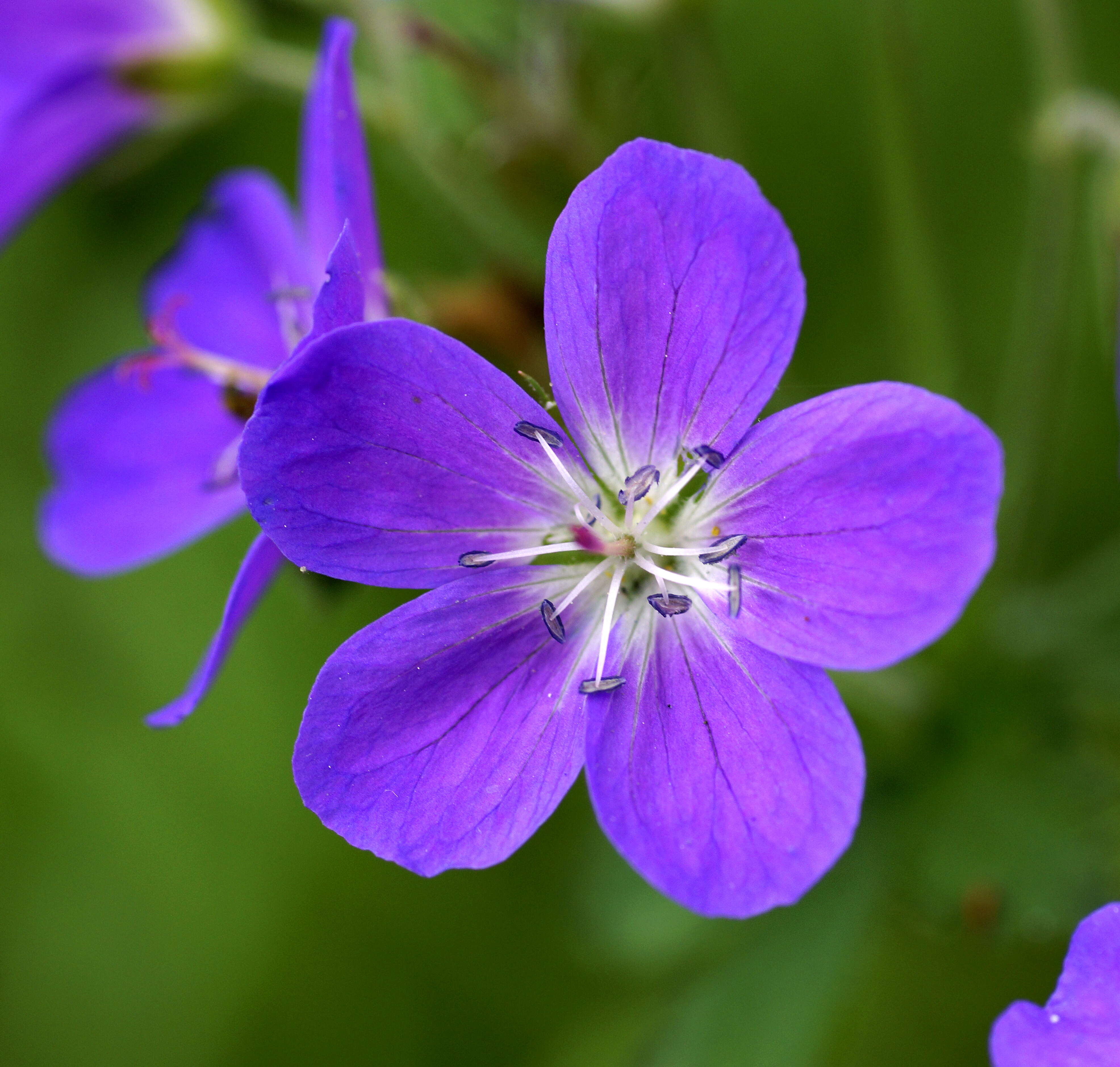 Image of Wood Crane's-bill