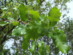 Image of Quercus faginea Lam.