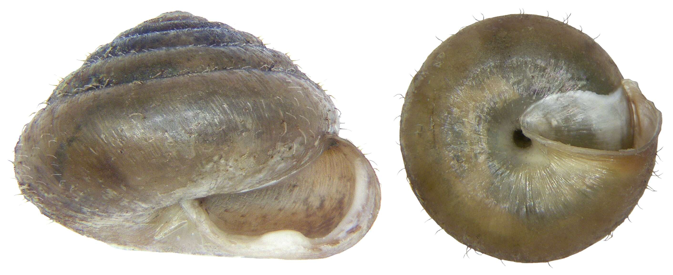 Image of Petasina monodon (A. Férussac 1807)