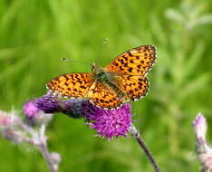 Image of <i>Boloria titania</i>