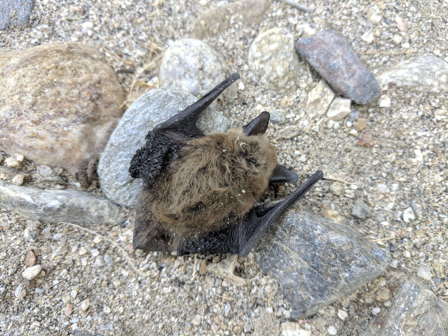 Image of Western Small-footed Myotis