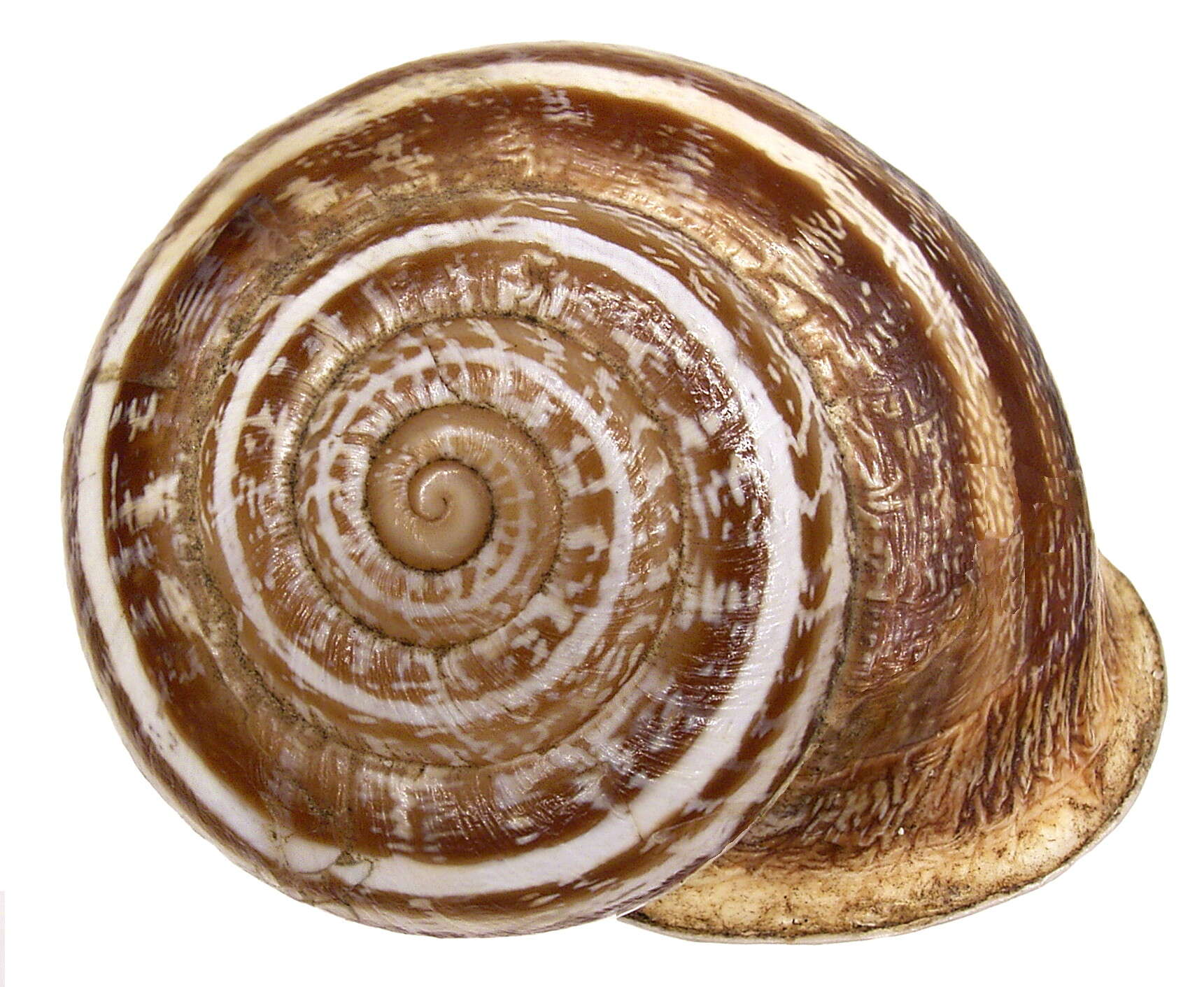 Image of Eobania vermiculata