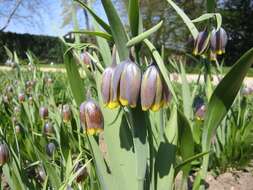 Слика од Fritillaria uva-vulpis Rix