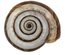 Image of Maritime gardensnail