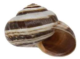 Image of Maritime gardensnail