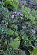 Image of Pericallis echinata (L. fil.) B. Nord.