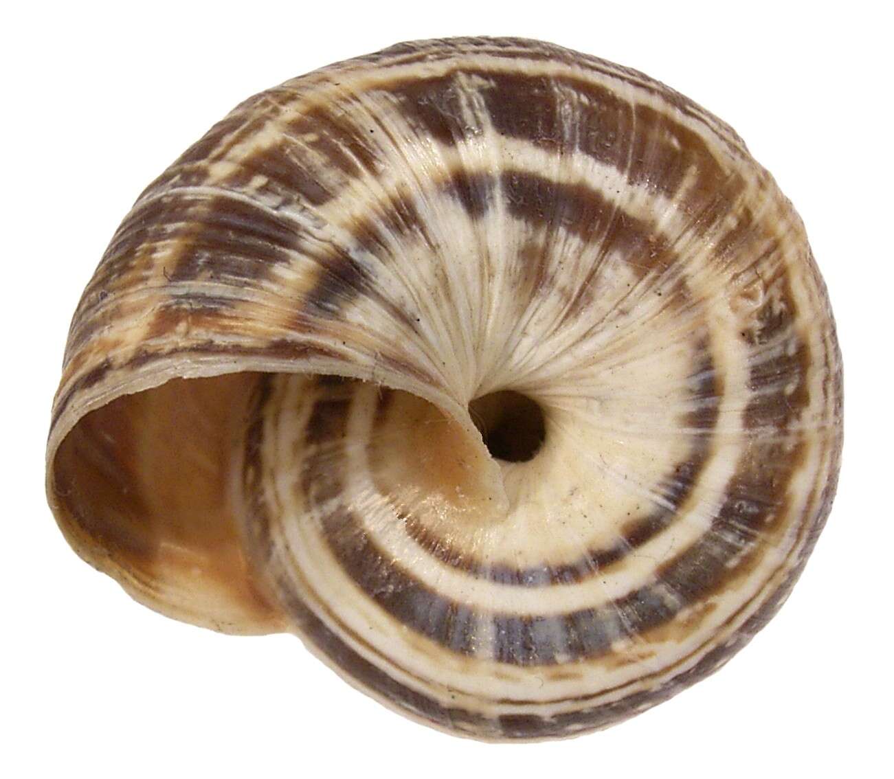 Image of Maritime gardensnail