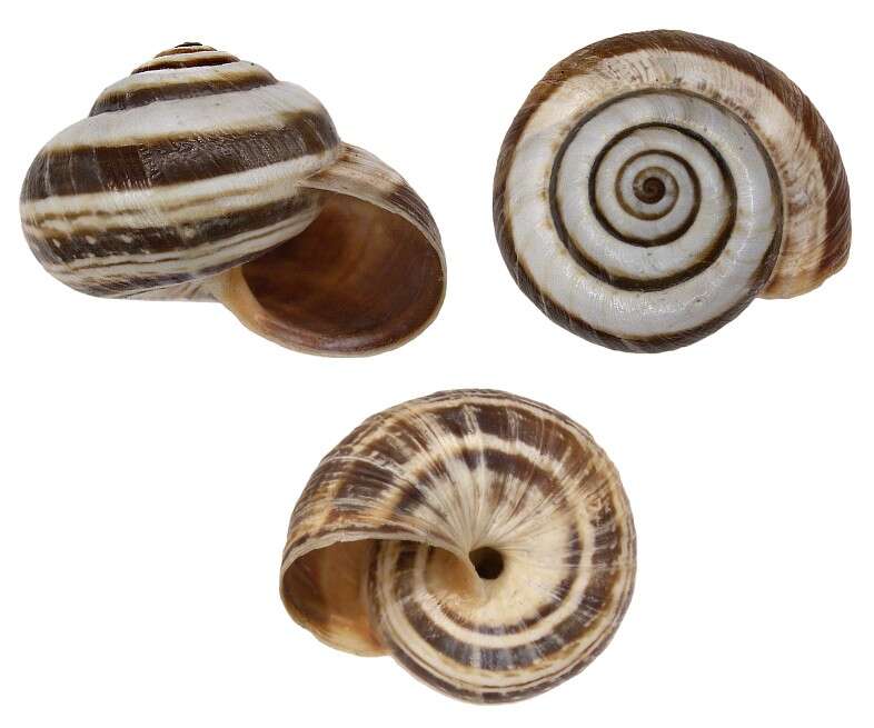 Image of Maritime gardensnail