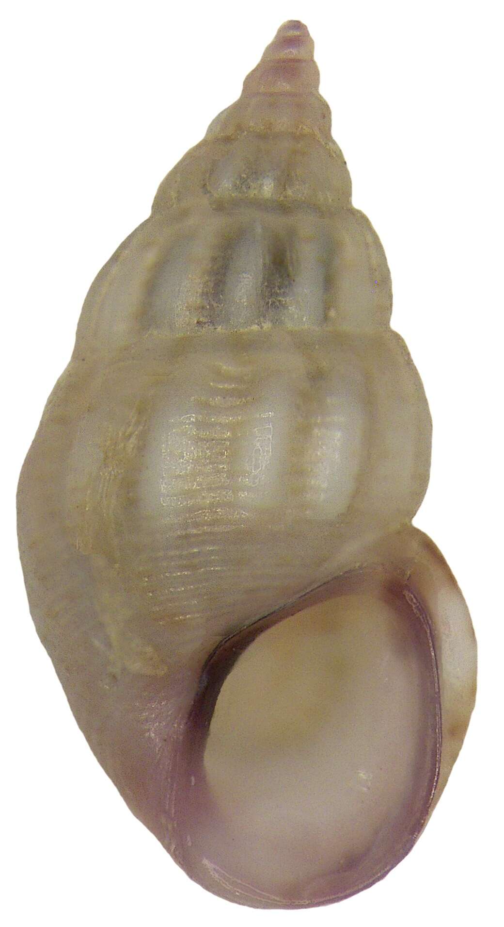 Image of violet risso snail