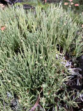 Image of Cladonia gracilis subsp. gracilis