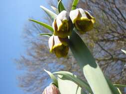 Слика од Fritillaria uva-vulpis Rix