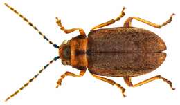 Image of Viburnum leaf beetle