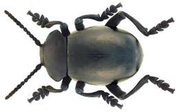 Image of Timarcha tenebricosa