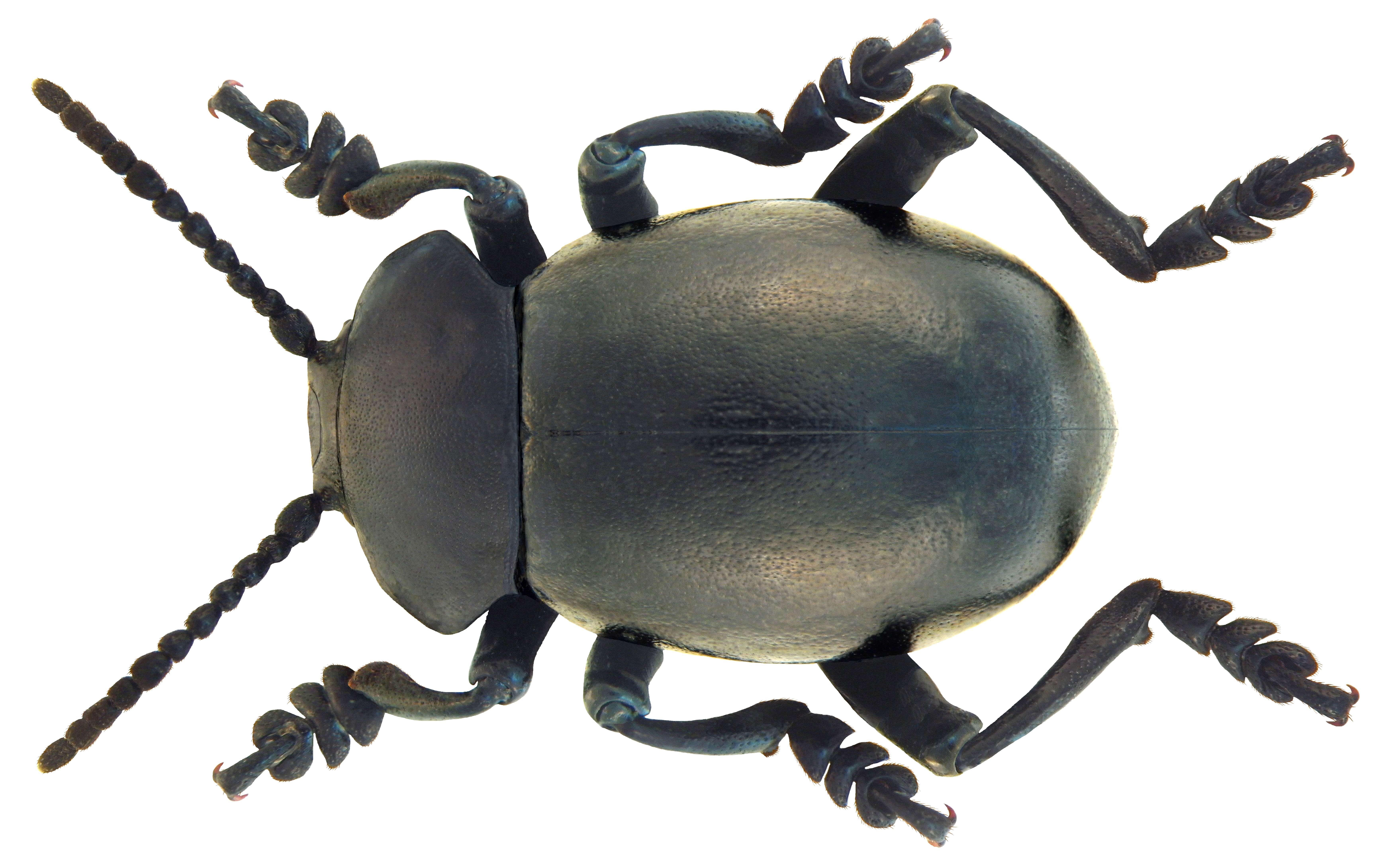 Image of Timarcha tenebricosa