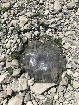 Image of Pacific moon jelly