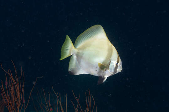 Image of Humpback batfish