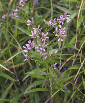 Imagem de Aster rugulosus Maxim.