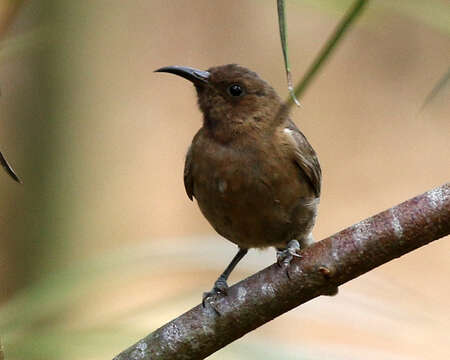 Image of Dusky Honeyeater