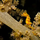 Image of Walea pygmy seahorse