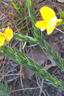 Image of Aspalathus angustifolia subsp. angustifolia