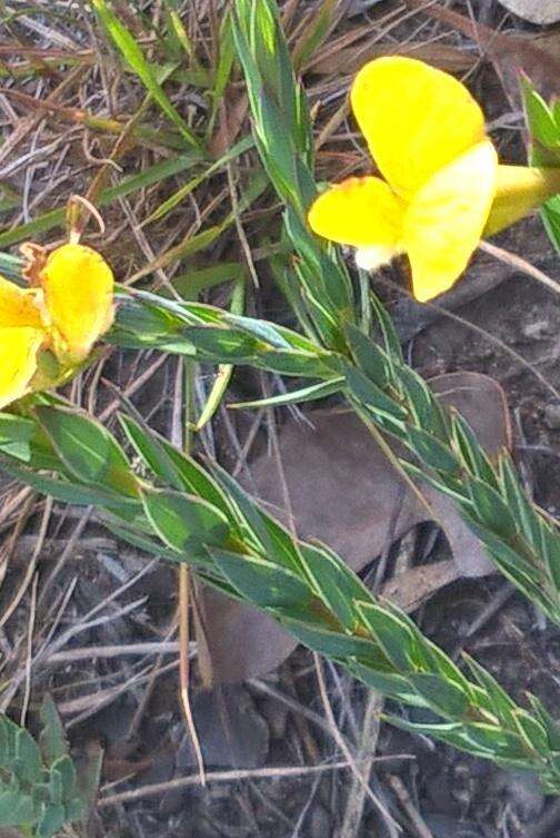 Image of Aspalathus angustifolia subsp. angustifolia