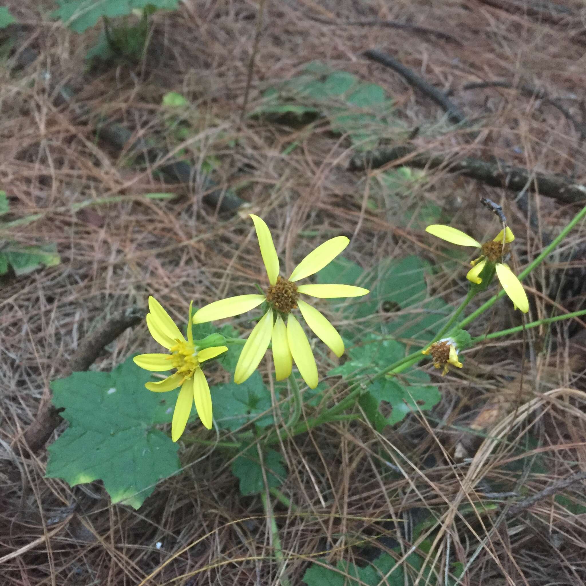 Image of Roldana platanifolia (Benth.) H. Rob. & Brettell