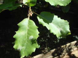 Image of Quercus faginea Lam.