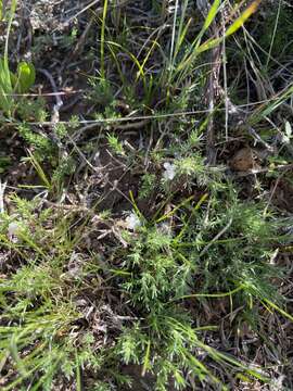 Image of carpet phlox