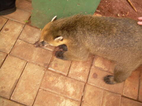 Image of South American Coati