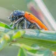 Image of Clytra laeviuscula