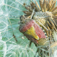 Image of sloe bug