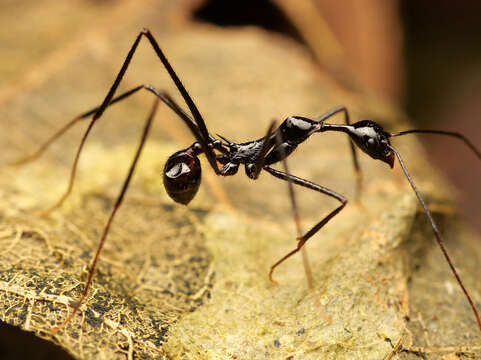 Image of Aphaenogaster dromedaria (Emery 1900)