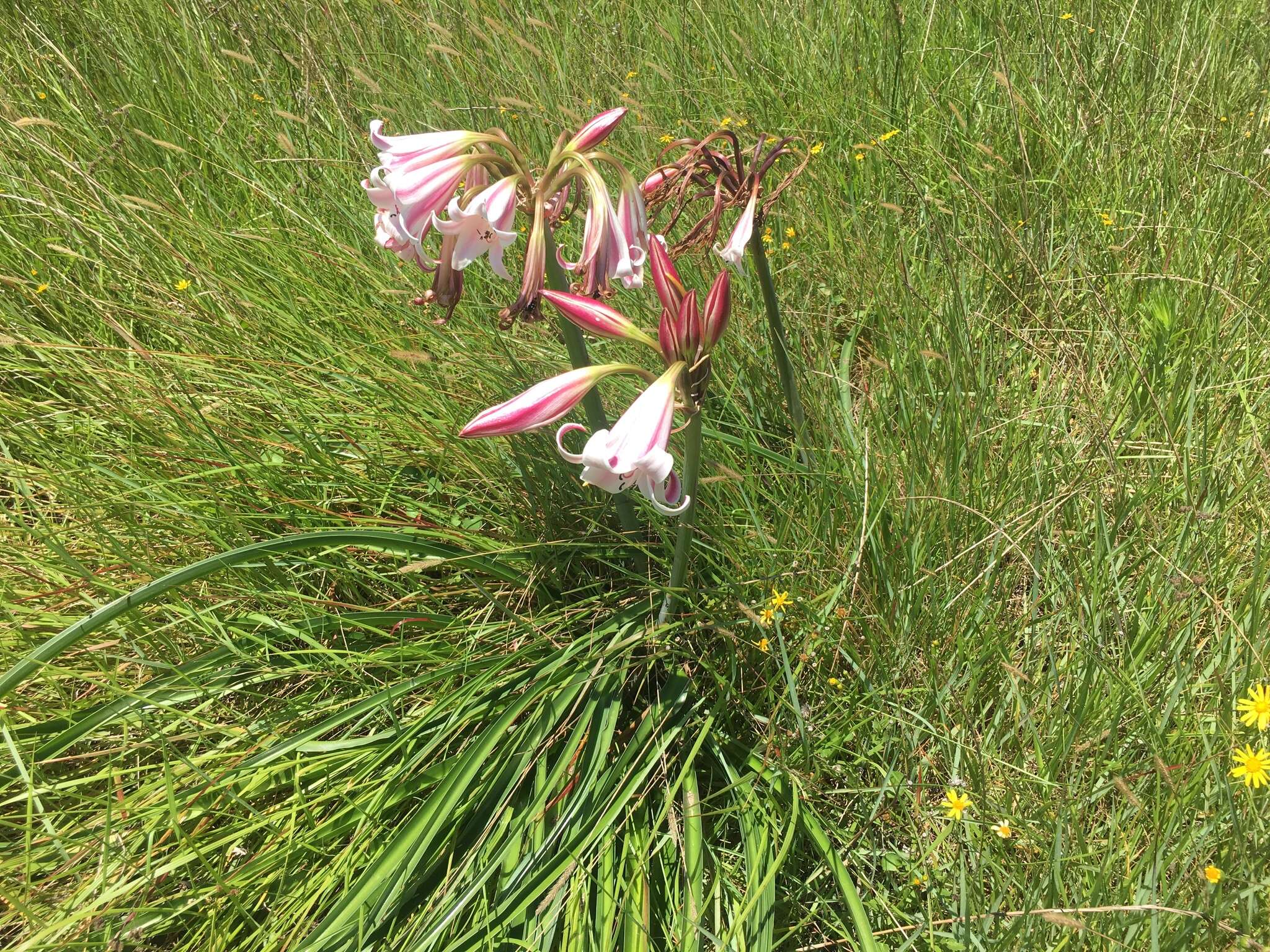 Image of Crinum lineare L. fil.