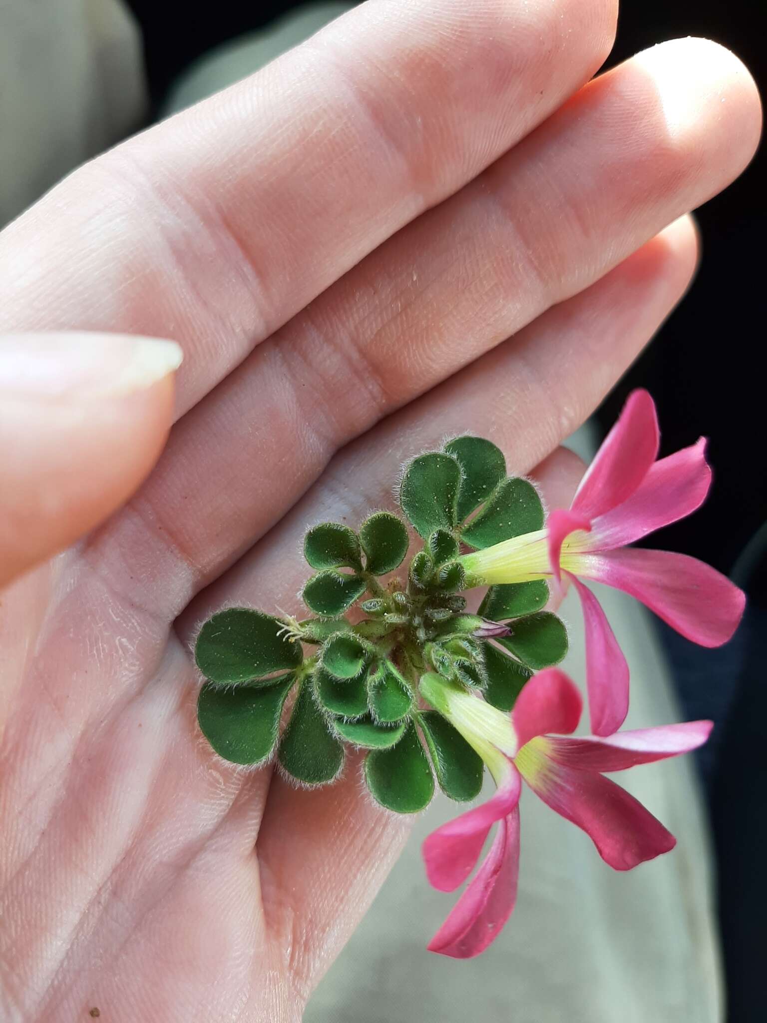 Image of Oxalis melanosticta Sond.