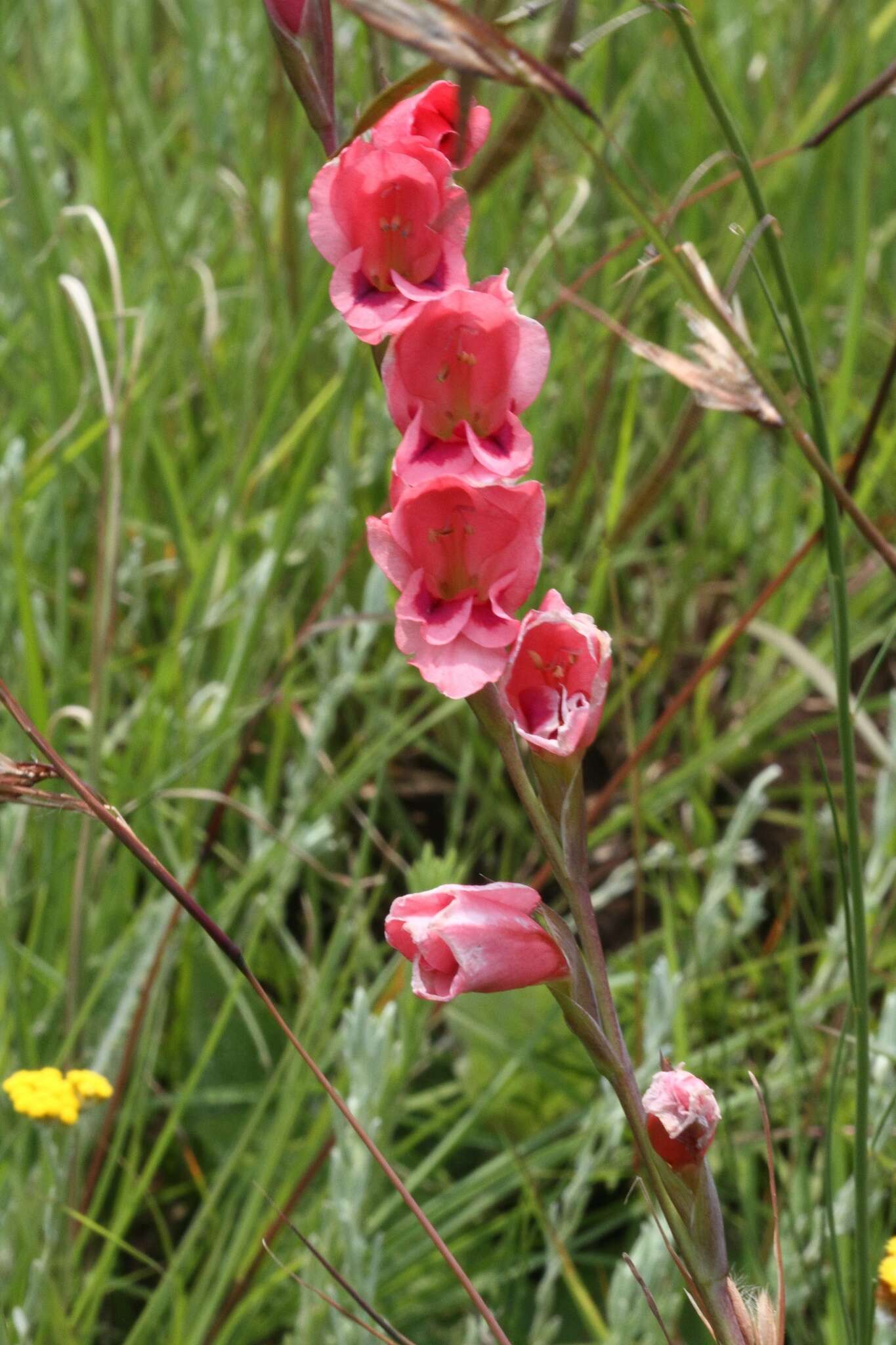 Image de Gladiolus densiflorus Baker