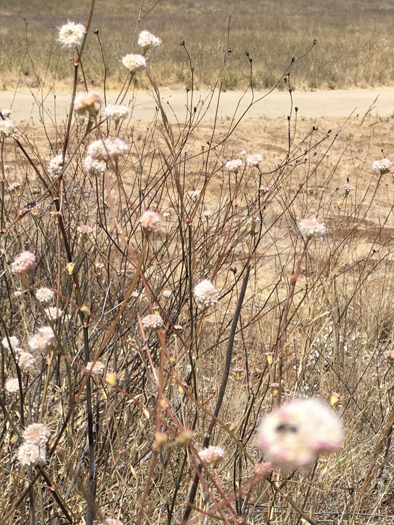 Image of naked buckwheat