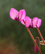 Image of Cyclamen coum Miller